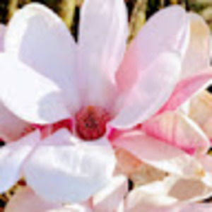 Meet your Posher, Tara